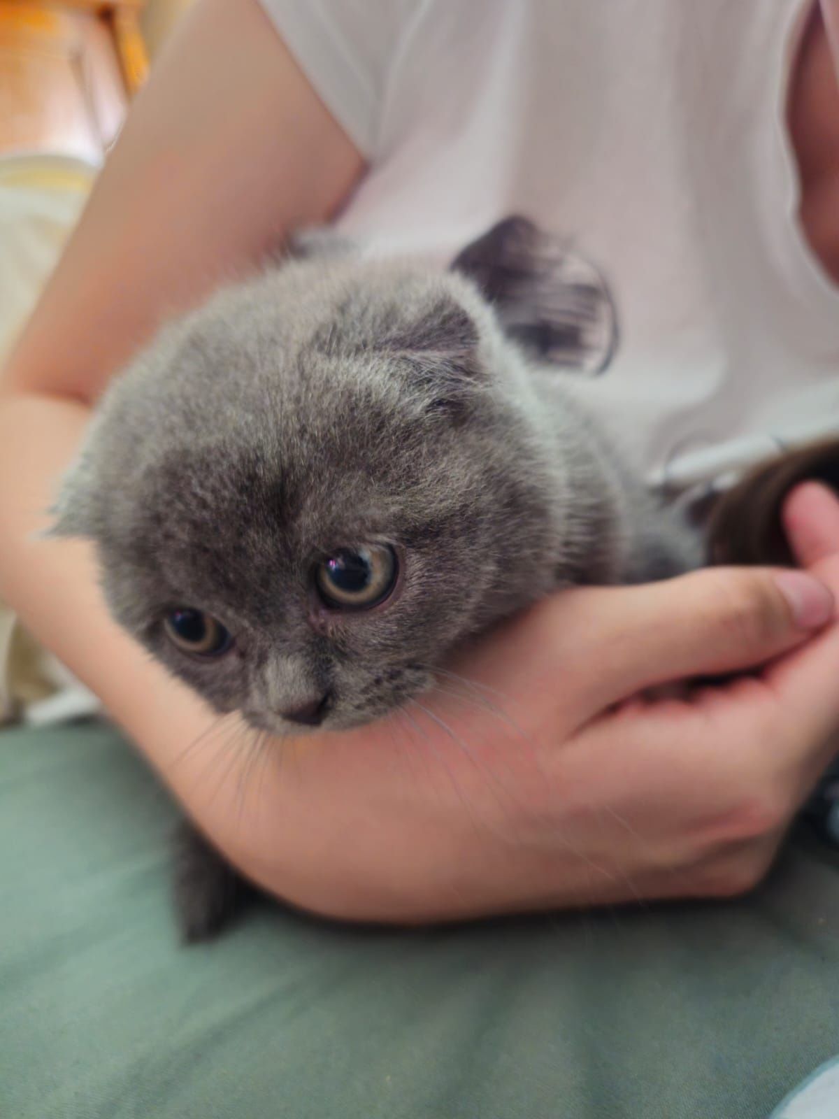 Pisici Scottish Fold