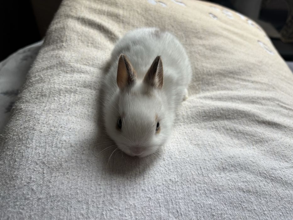 Холандско джудже