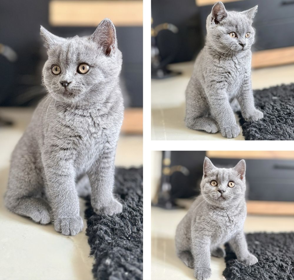 Британски късокосмести котки - последна дама от котилото