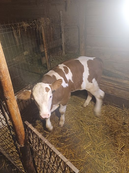 Vind vitel de 3 luni