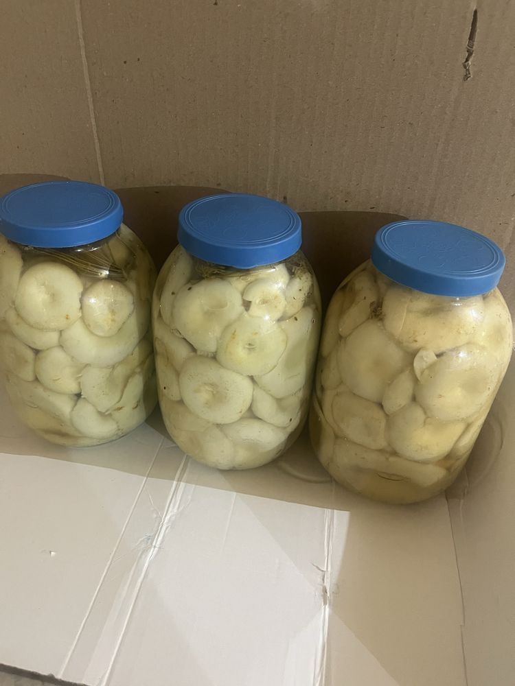 Грибы, грузди, маслята