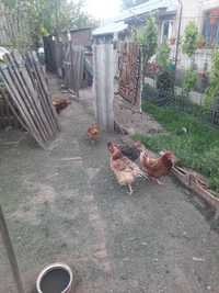 Găini roșii de oua