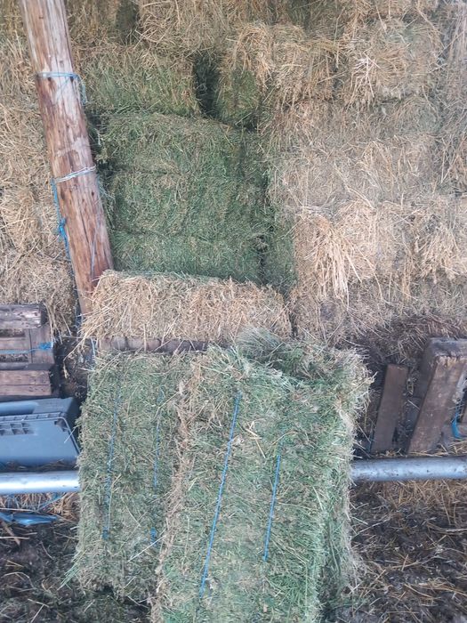 Vând baloți de lucernă