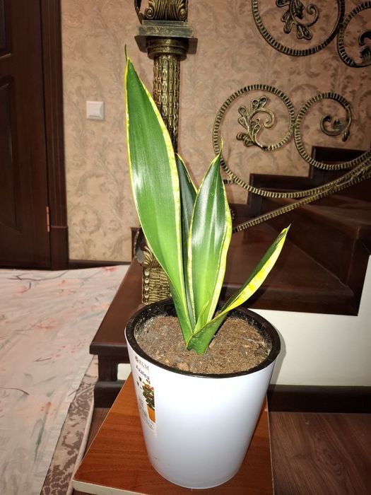 Sanseveriya ochen krasivaya