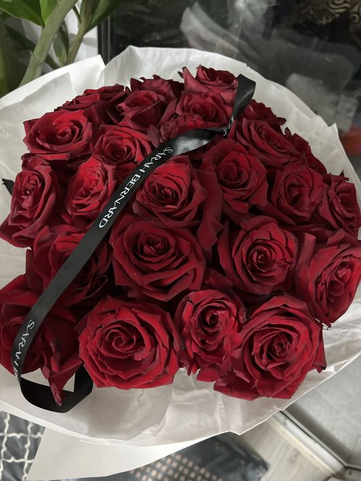 Цветы роза красная