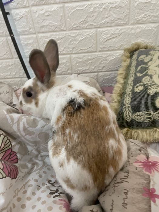 Декоративен заек