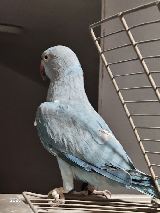 Papagal Micul Alexander