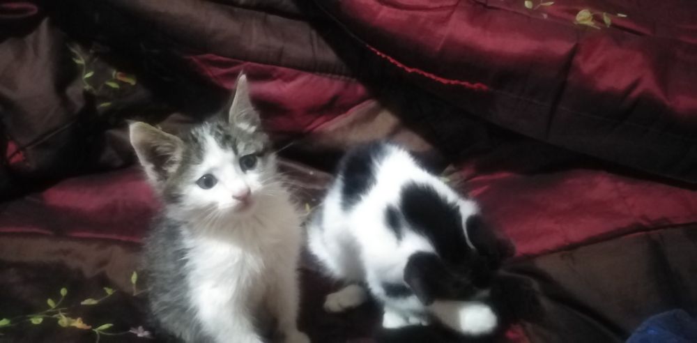 Котята в хорошие руки