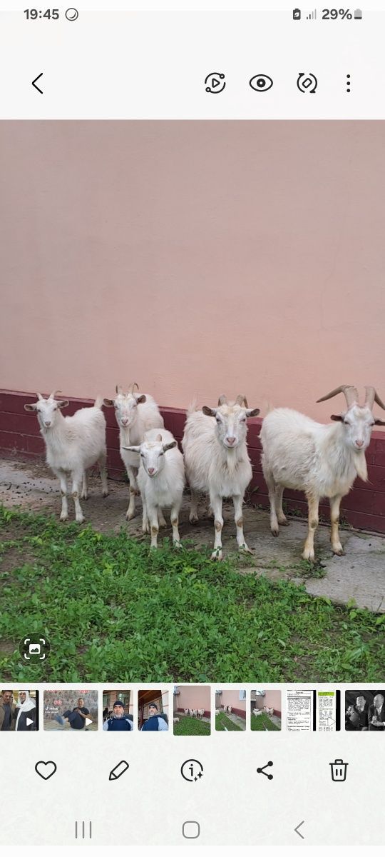 Продам Зааненских коз