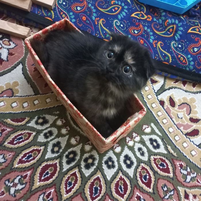 Скотиш фолд 2 месяцев окрас черепаховая