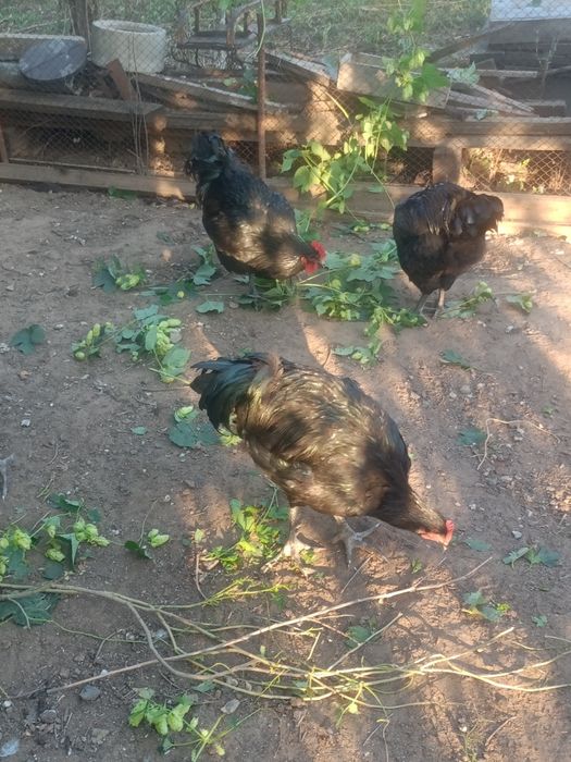 Продам Джерскый геган петуха