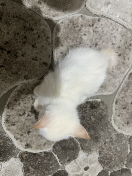 Aqilli parodiyali mushukla sotilad