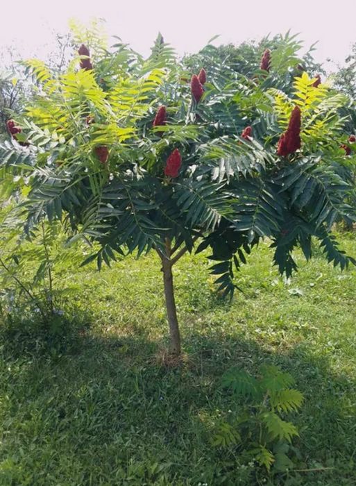 Pomi Ornamentali (Oțetar Roșu )