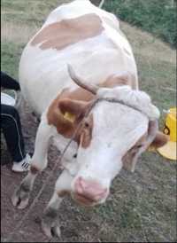 Vaca de vanzare metis