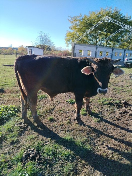 Vând taur 15 lei per kilogram