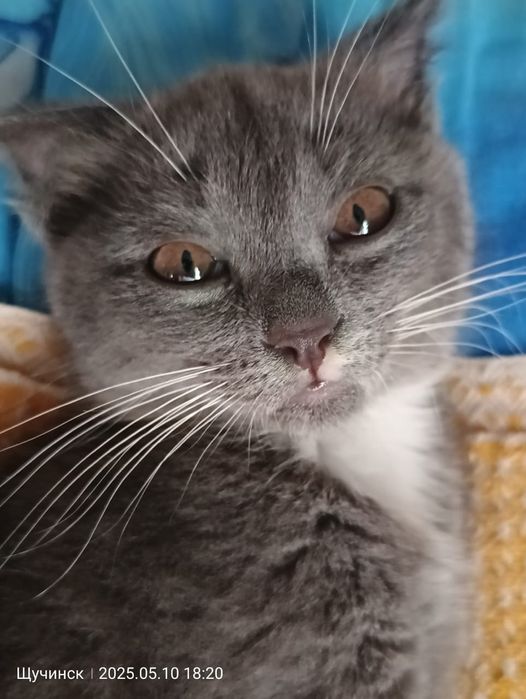 Отдам котёнка 8 мес, вислоухая, девочка