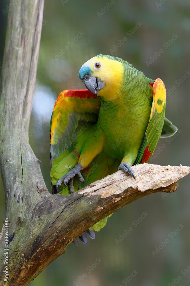 Amazon синий лобый blue fronted amazon