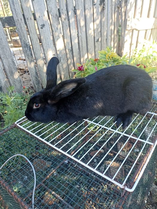 Vând Iepure de rasă