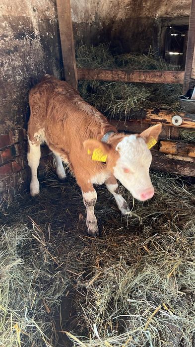 Vând vitele cuminți