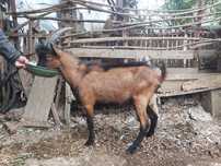 Tap (ied de opt luni) alpin francez