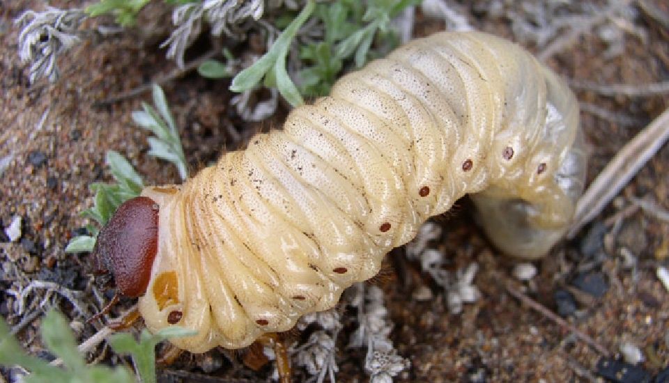 Гусеница белая кораед