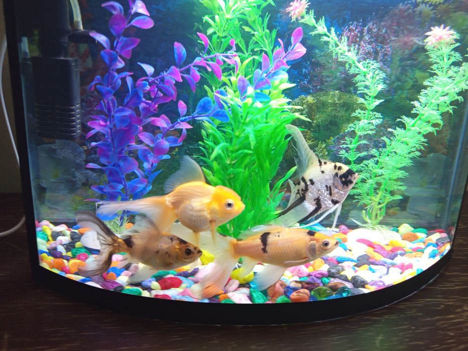 Аквариум 40 литров