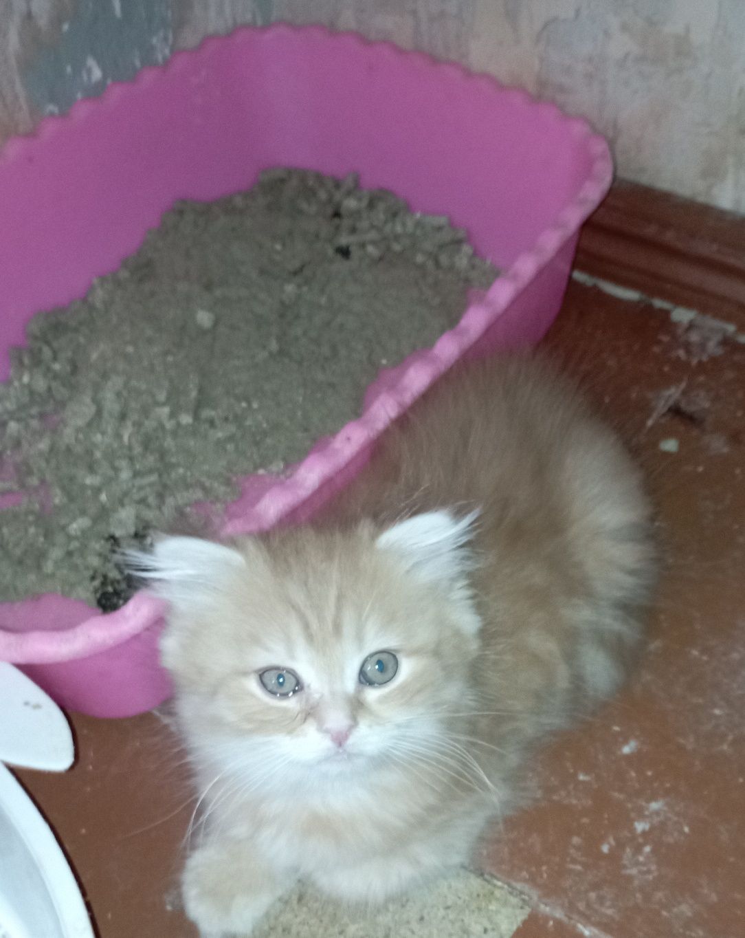 Котята породистые  2 мес.