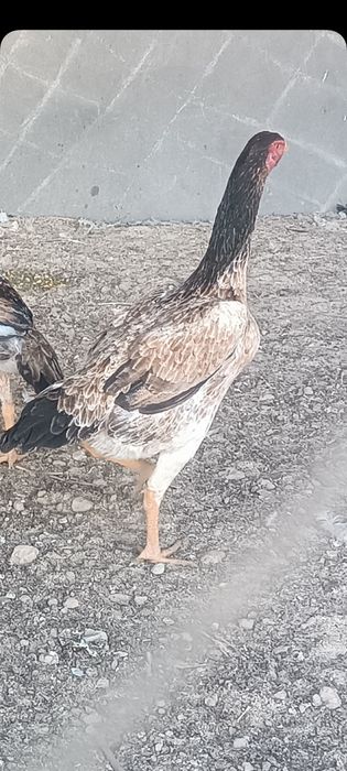 хуроз карис карис тавук шамо тавук сотилади тулакка утди 15ой