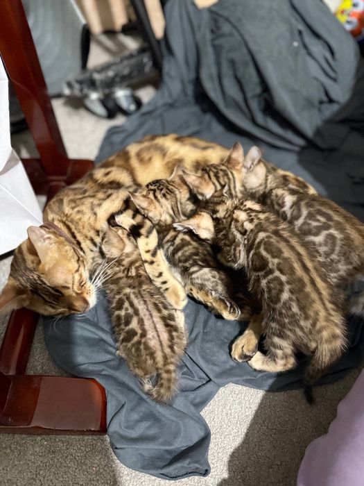 Sotiladi zottor mushuklar.