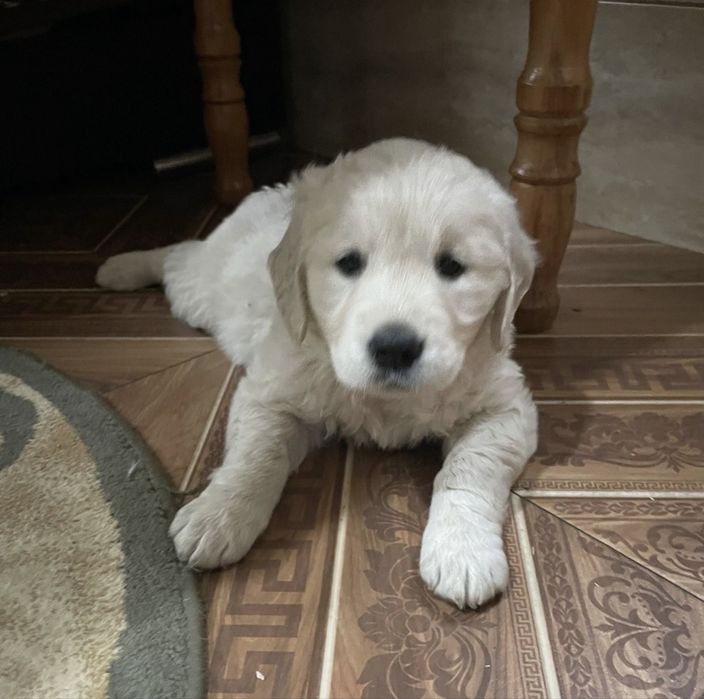 Golden Retriever 11 saptamani femela