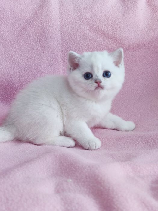 British shorthair NS 11 33  cu ochi  albaștri.
