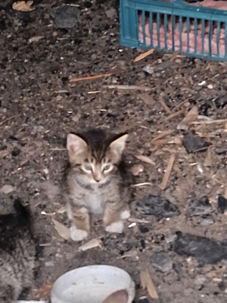 Очень умные коты мальчики и две девочки