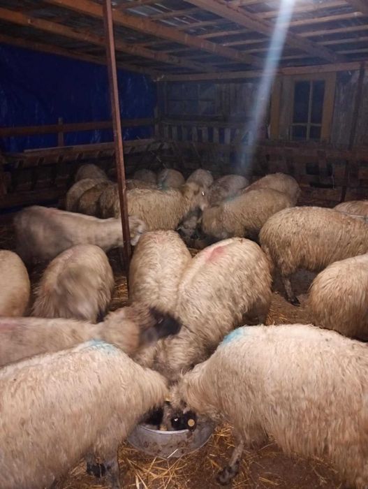 Vând 26 de oi reforma