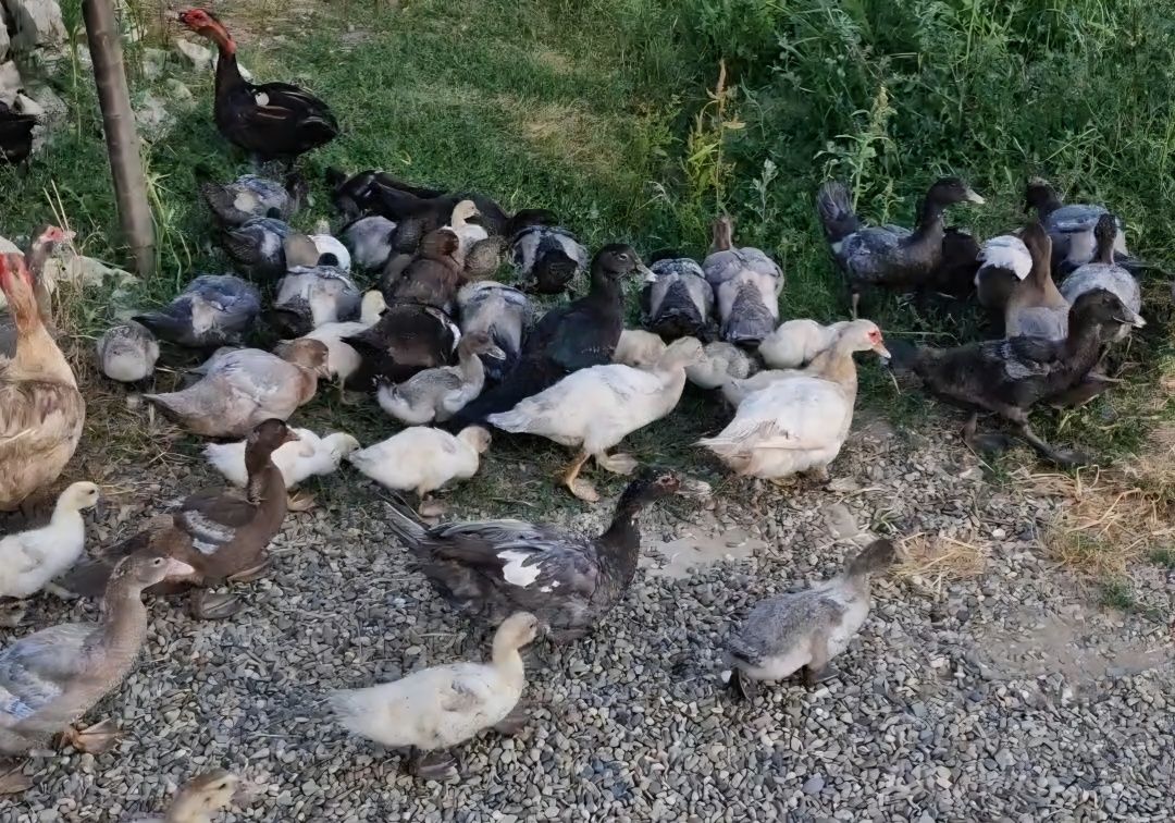 Boboci rață lesească culori diverse