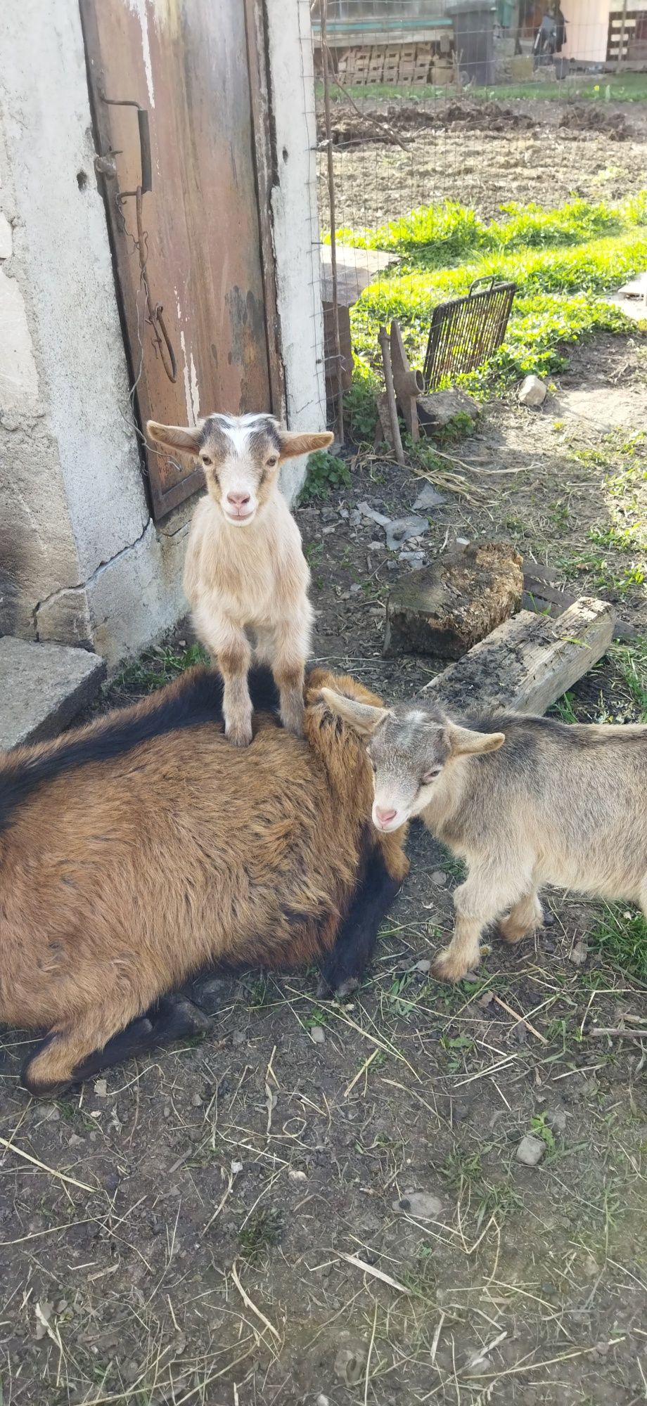 Doi tăpusori de vânzare, preț pe bucata