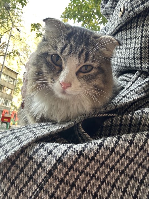 Отдам породистую кошечку в хорошие руки