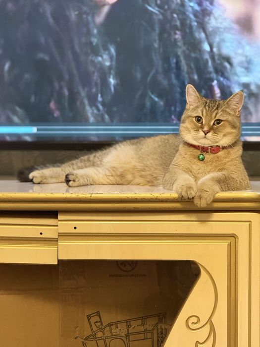 Shatlanskaya zalataya shinshila