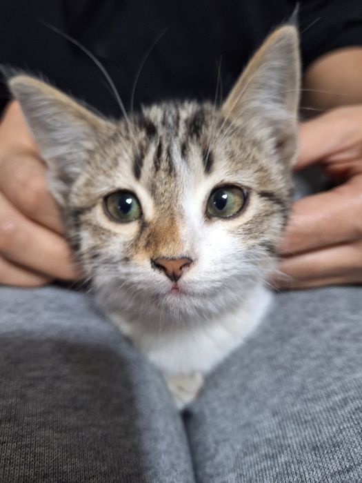 Отдам даром котёнка девочку