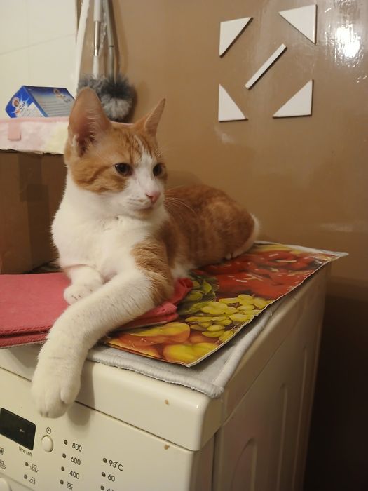 Ofer pisici spre afoptie