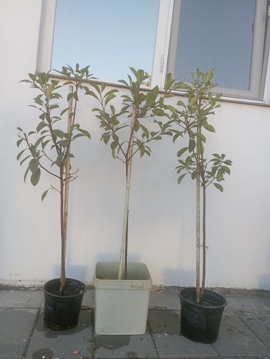 Pomi ornamentali