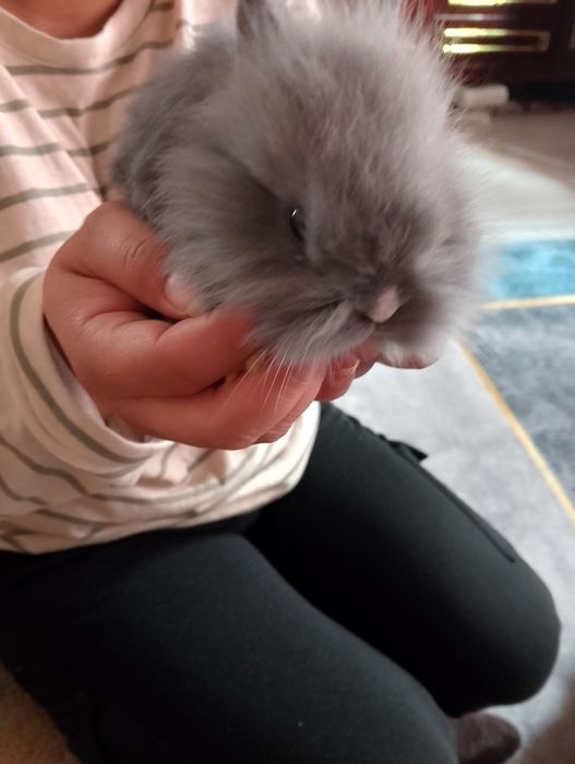 Продам декор.крольчат