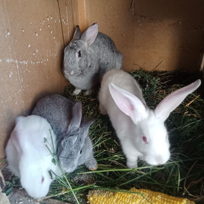 Киён болари сотилади нархи 50