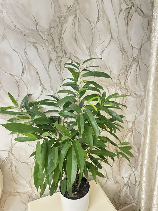 Комнатные цветочки