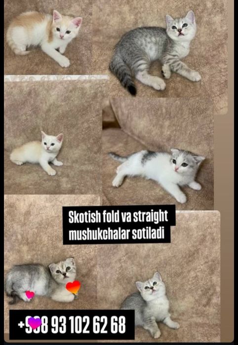 Скоттиш фолд и Скоттиш страйт