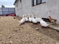 Vând Rațe Pekin tinere din anul acesta