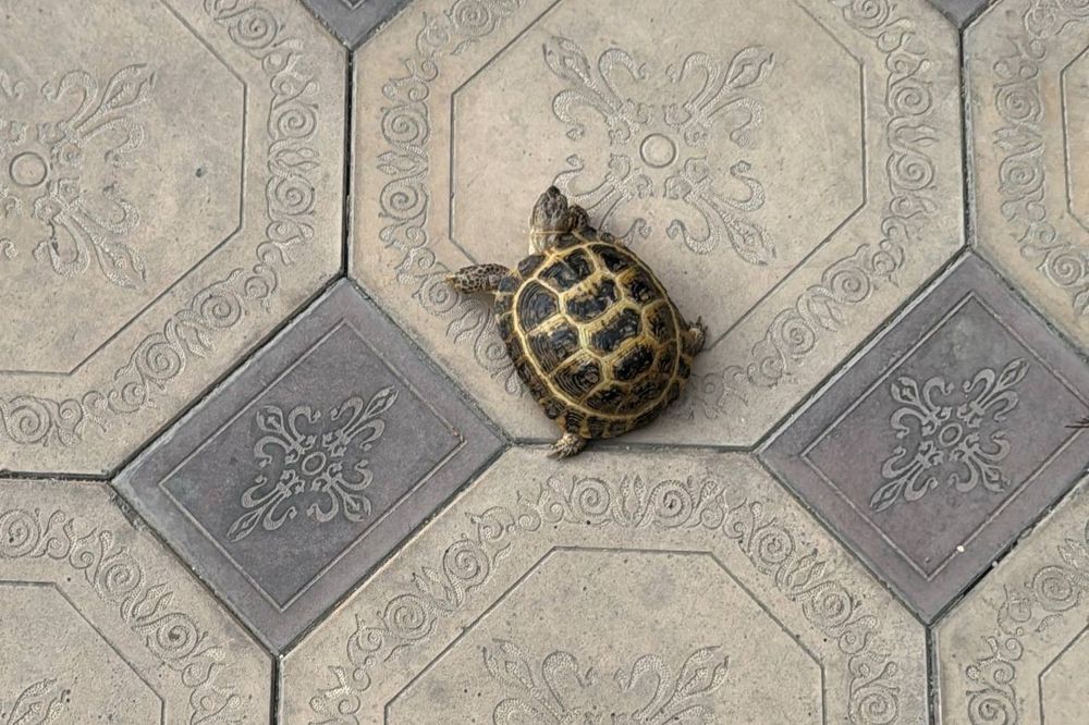 Продам сухопутную черепаху