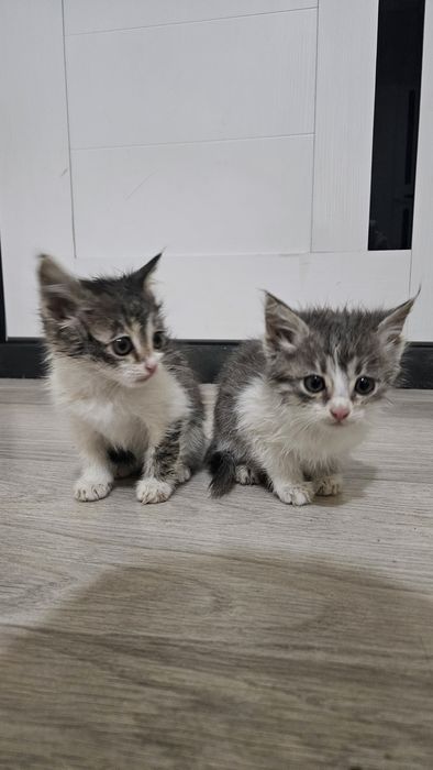 Каму нужен харошиие котя бесплатно