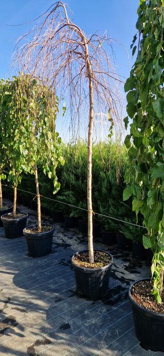 Mesteacan alb- Platan - Tei de floare - Catalpa- Artar