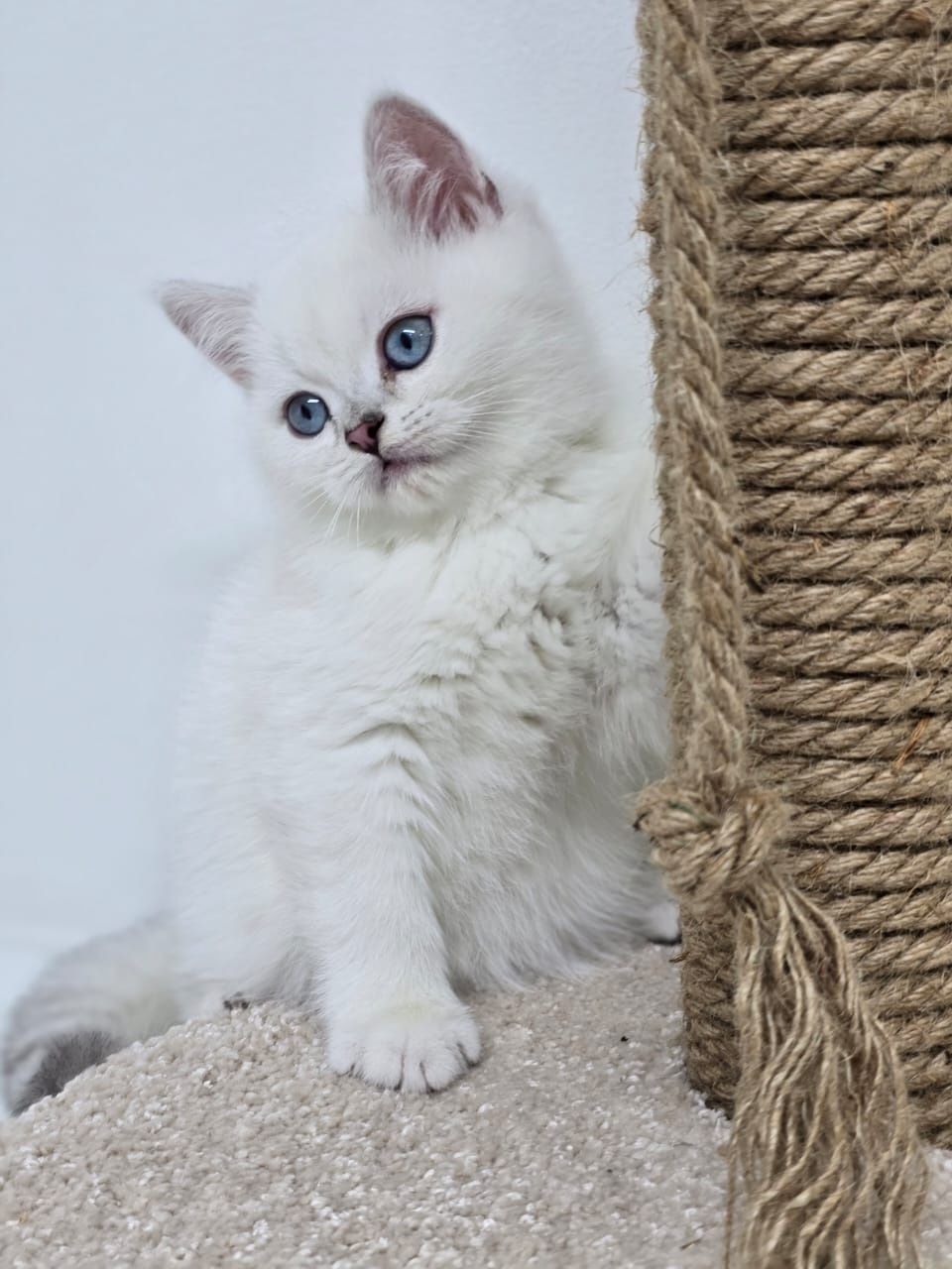 Котята бриташки ждут любящих хозяев