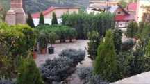 Plante ornamentale  Tuia Magnolia  Mesteacan
